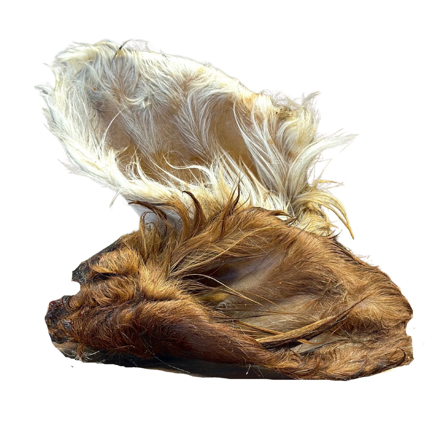 Oreille de bœuf avec poils