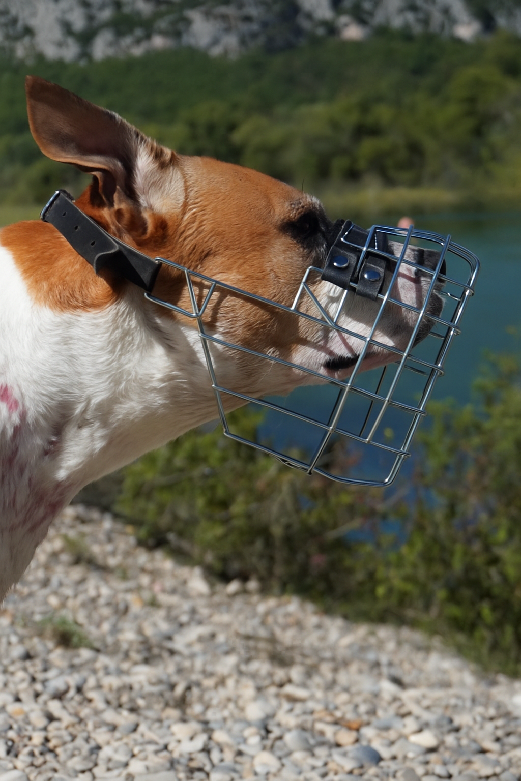 Muselière Cage CHOPO I Plusieurs tailles disponibles