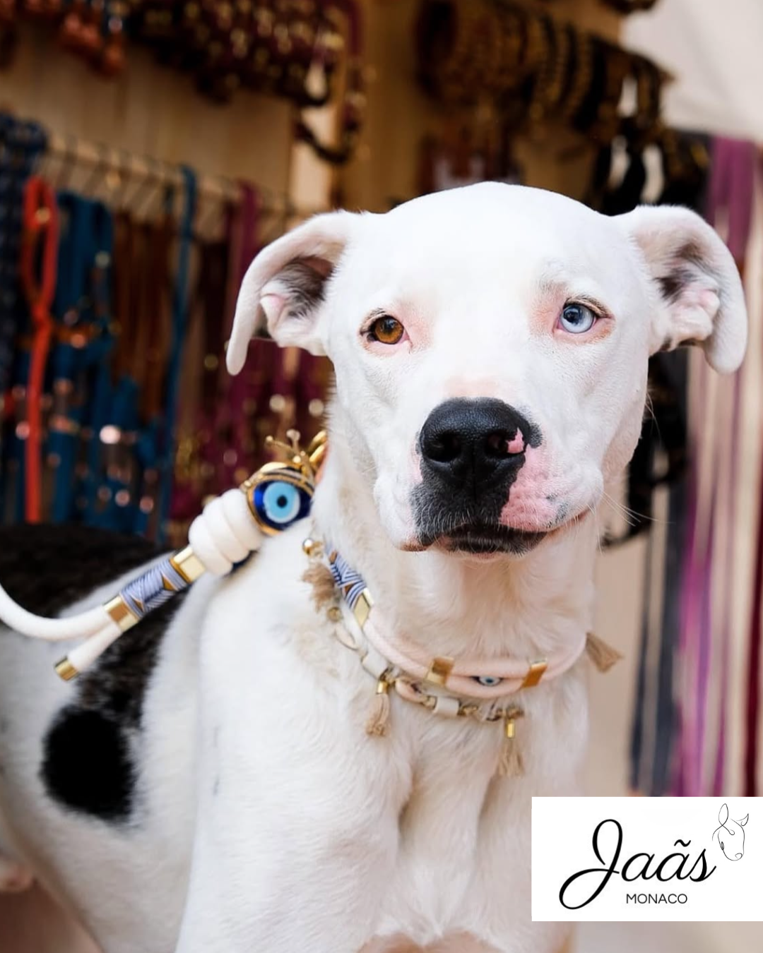 Collier pour chien Mykonos I Blanc