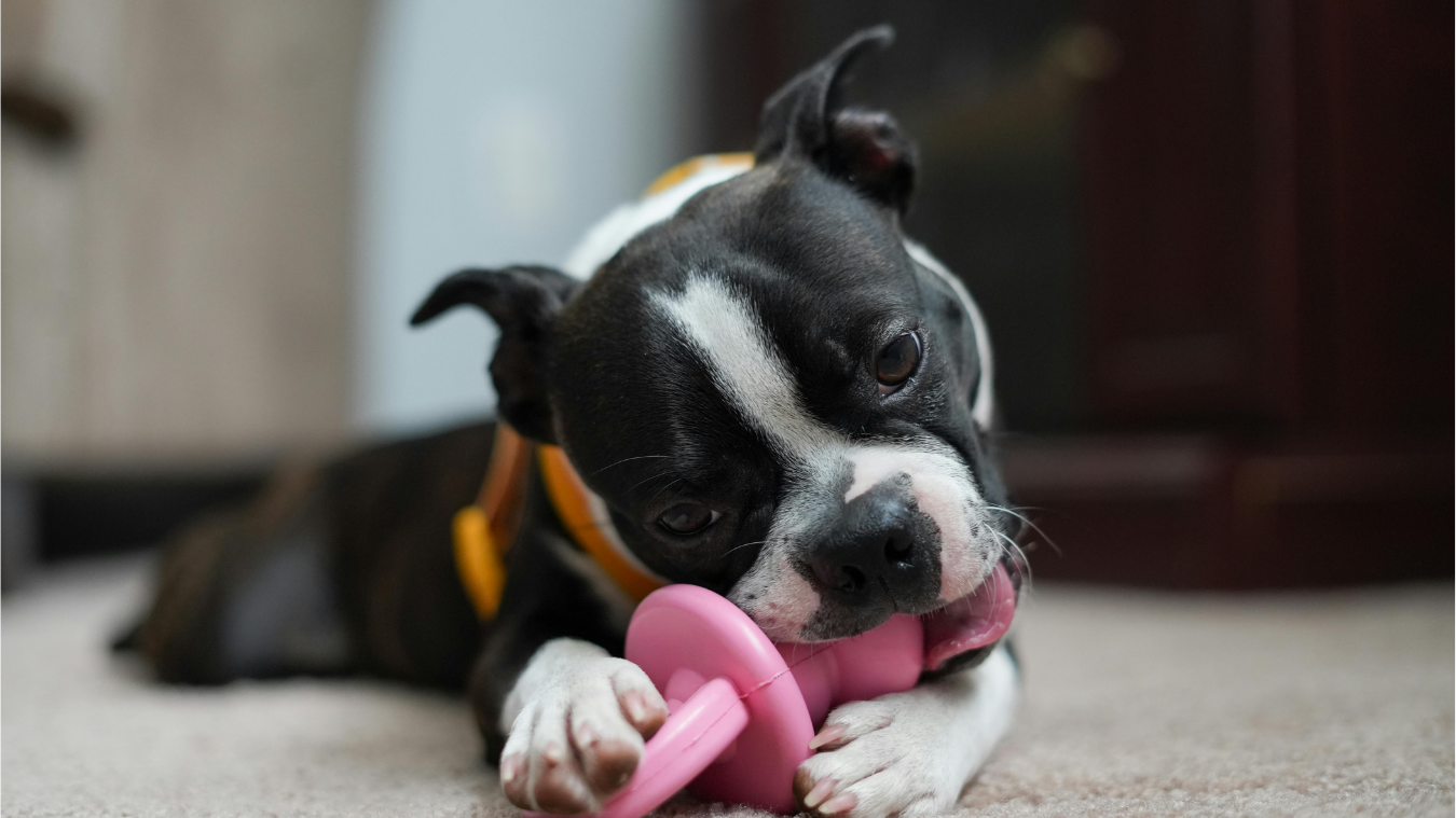 Jouets