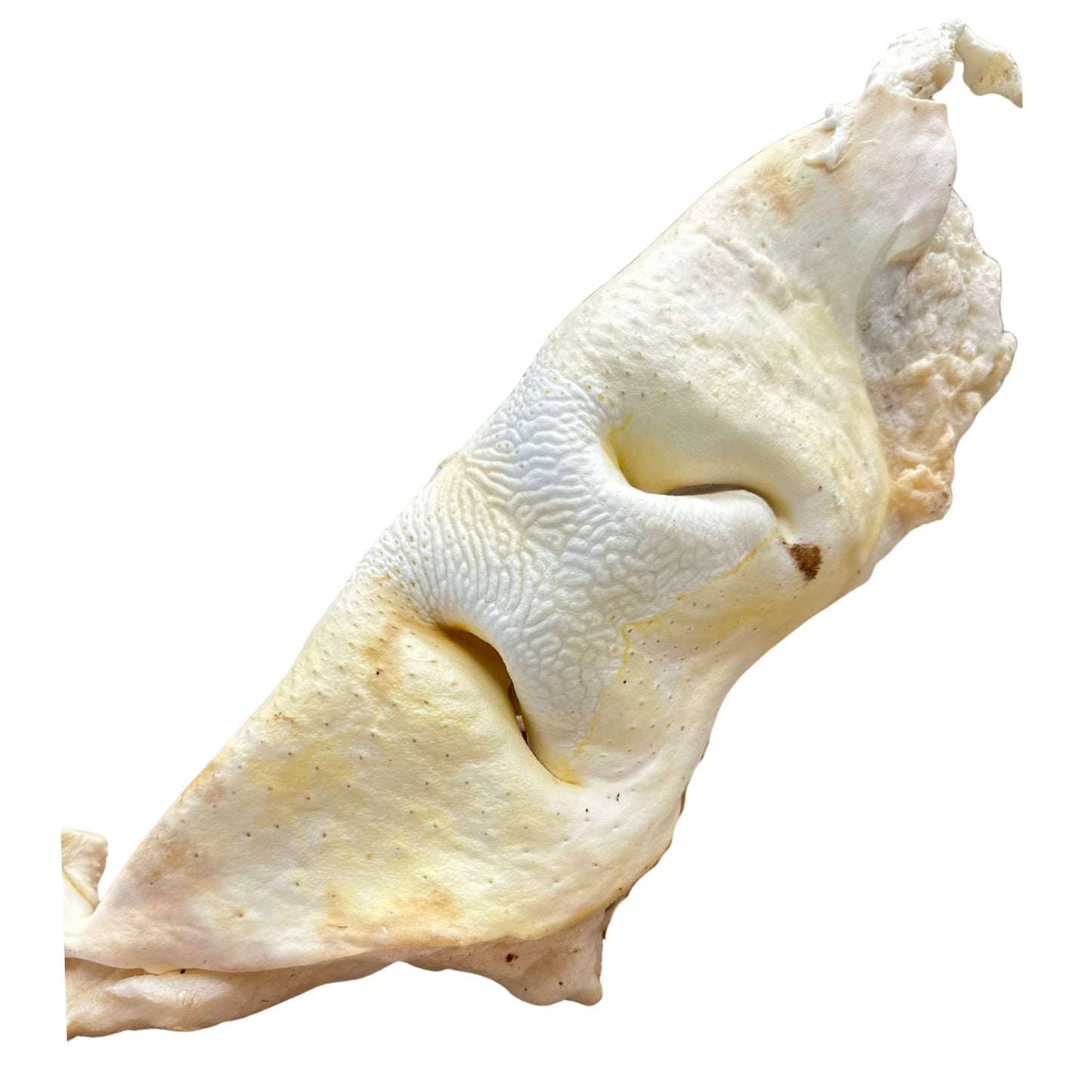 Museau de bœuf soufflé