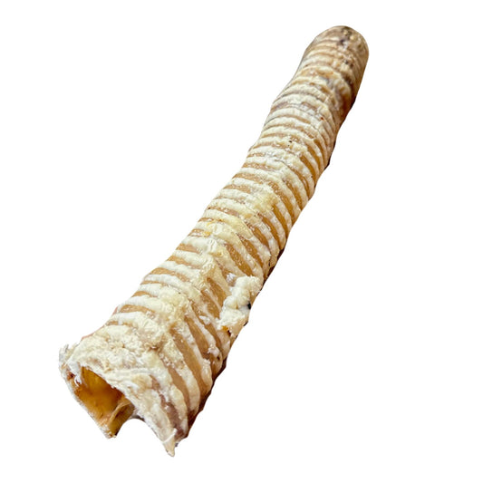 Trachée de bœuf 30cm