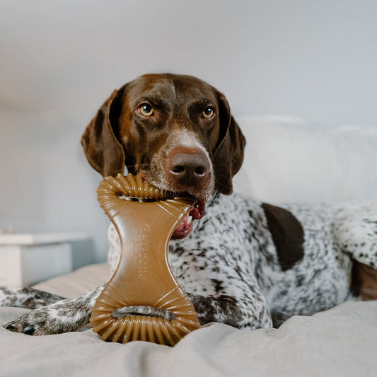 Dental Chew bacon